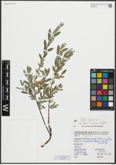 Foto von Salix repens L.